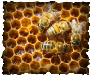 RoyalBees Bees on Honeycomb